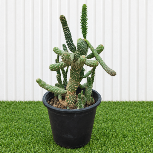 Apple Cactus / Austrocylindropuntia Subulata (Eve's Needle Cactus) - Greensouq -