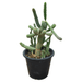 Austrocylindropuntia Subulata (Eve's Needle Cactus) - Greensouq - 