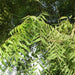 Azadirachta indica "Neem Tree" - Greensouq - 