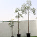 Azadirachta indica "Neem Tree" - Greensouq - 