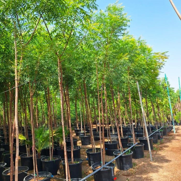 Azadirachta indica "Neem Tree" - Greensouq - 