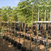 Azadirachta indica "Neem Tree" - Greensouq - 