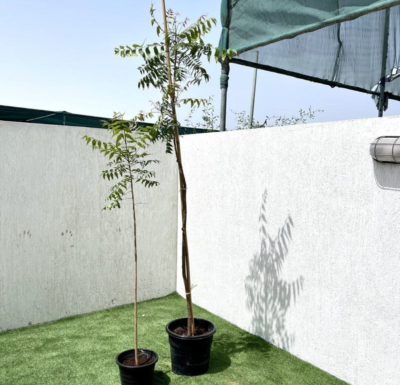Azadirachta indica "Neem Tree" - Greensouq - 