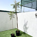 Azadirachta indica "Neem Tree" - Greensouq - 