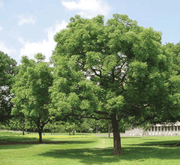 Azadirachta indica "Neem Tree" - Greensouq - 