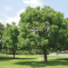 Azadirachta indica "Neem Tree" - Greensouq - 