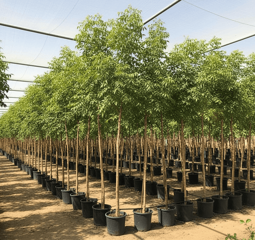 Azadirachta indica "Neem Tree" - Greensouq - 