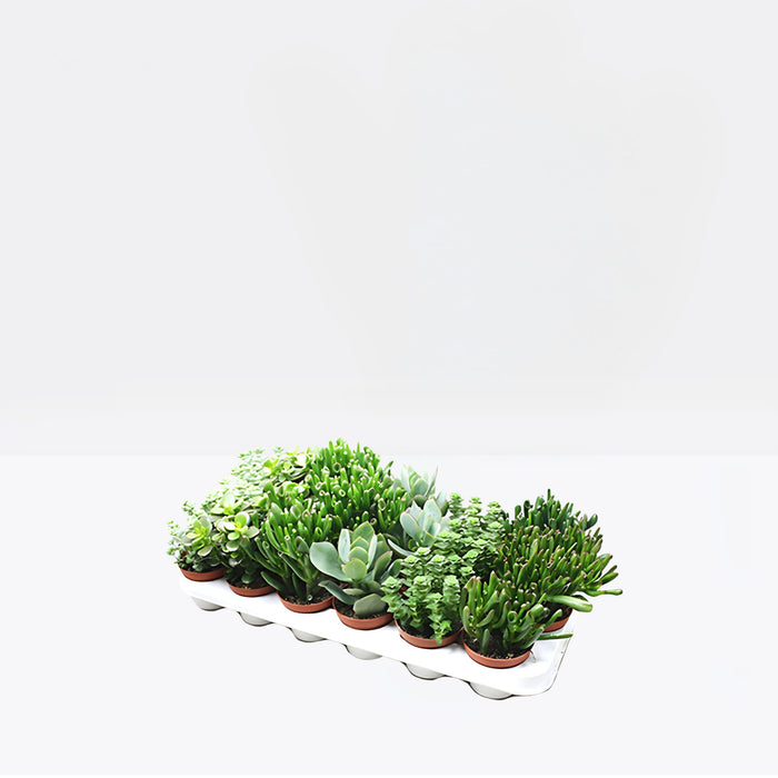 Crassula Mix 7 – 11cm