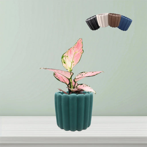 Babu Ribbed Small Pot - Greensouq - 