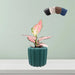 Babu Ribbed Small Pot - Greensouq - 