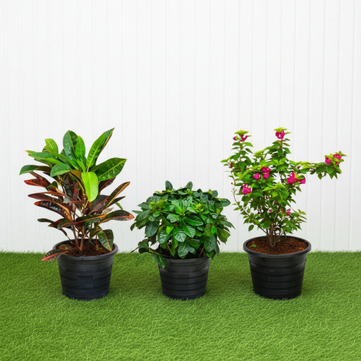 Balcony Plant Bundle (Pink Pixie | Croton | Gardenia) - Greensouq - 