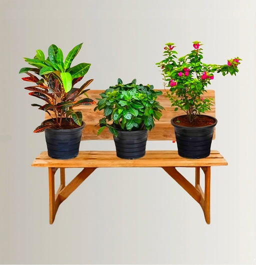 Balcony Plant Bundle (Pink Pixie | Croton | Gardenia) - Greensouq - 