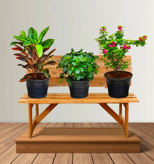 Balcony Plant Bundle (Pink Pixie | Croton | Gardenia) - Greensouq - 