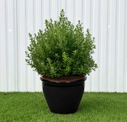 Ball Shape Texas Sage - Leucophyllum Frutescens | Dubai Gardens Purple Glory! - Greensouq - outdoor