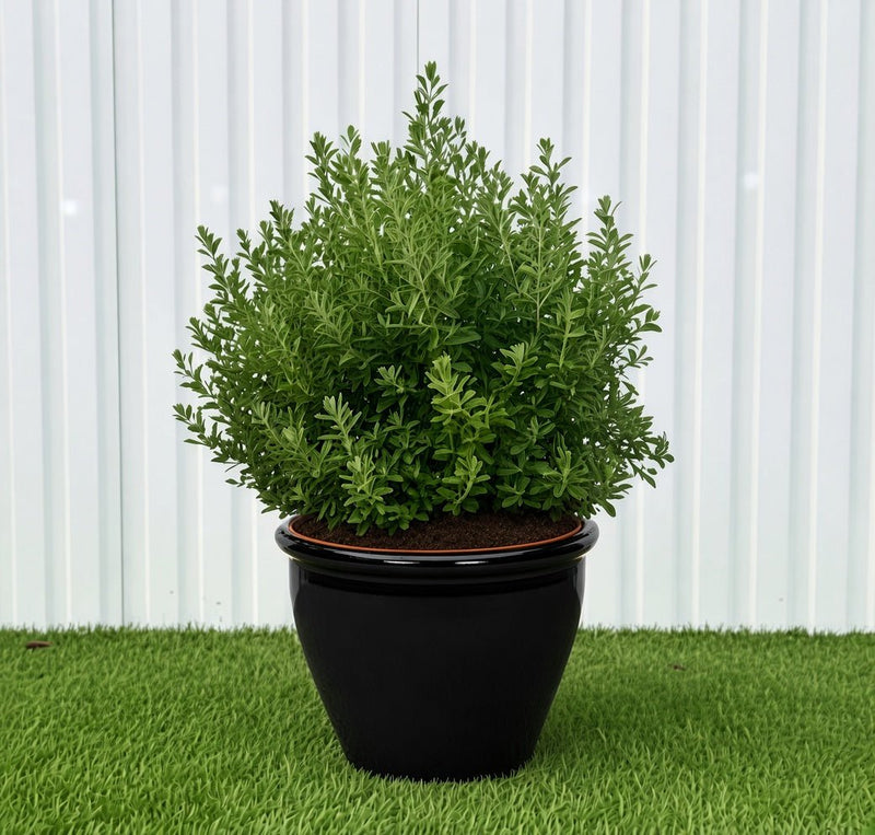 Ball Shape Texas Sage - Leucophyllum Frutescens | Dubai Gardens Purple Glory! - Greensouq - outdoor
