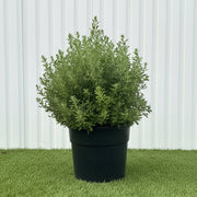 Ball Shape Texas Sage - Leucophyllum Frutescens | Dubai Gardens Purple Glory! - Greensouq - outdoor