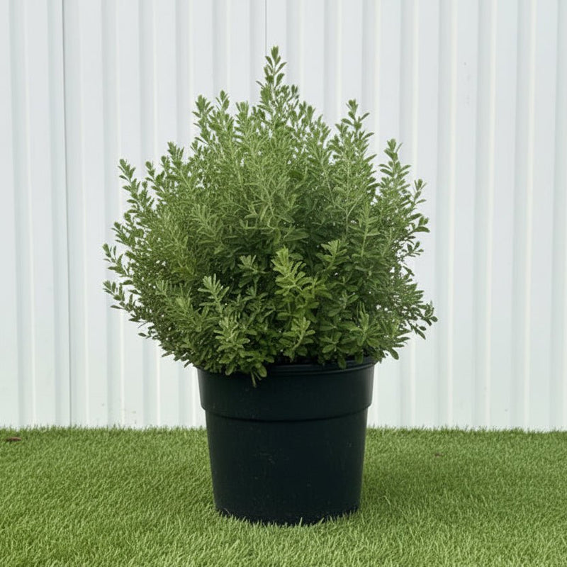 Ball Shape Texas Sage - Leucophyllum Frutescens | Dubai Gardens Purple Glory! - Greensouq - outdoor