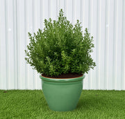 Ball Shape Texas Sage - Leucophyllum Frutescens | Dubai Gardens Purple Glory! - Greensouq - outdoor
