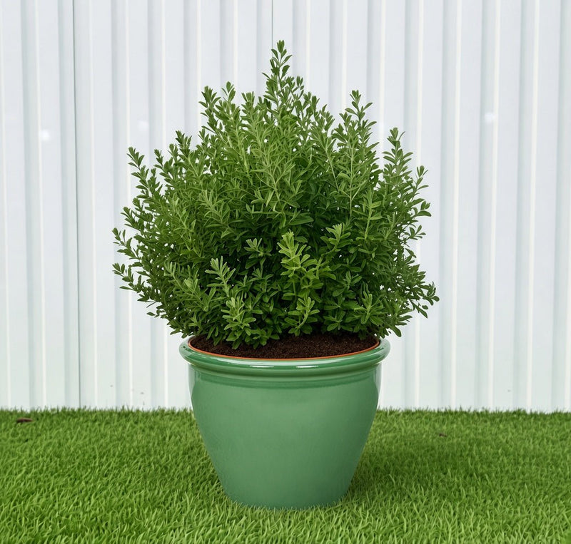 Ball Shape Texas Sage - Leucophyllum Frutescens | Dubai Gardens Purple Glory! - Greensouq - outdoor