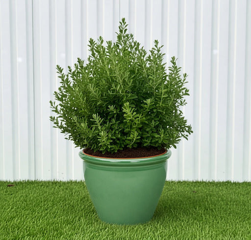 Ball Shape Texas Sage - Leucophyllum Frutescens | Dubai Gardens Purple Glory! - Greensouq - outdoor