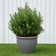 Ball Shape Texas Sage - Leucophyllum Frutescens | Dubai Gardens Purple Glory! - Greensouq - outdoor