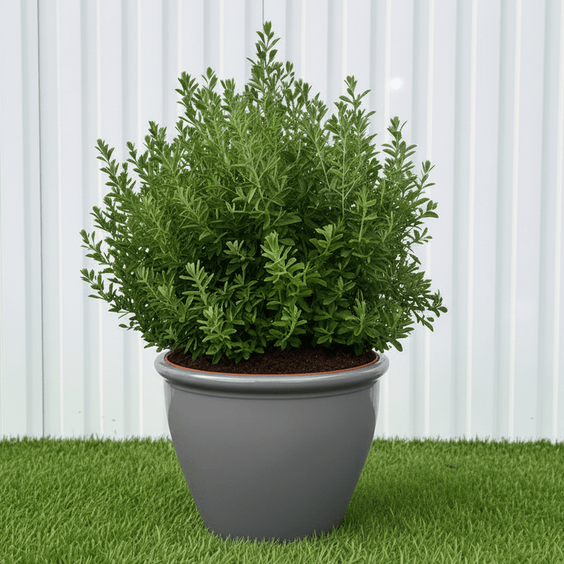 Ball Shape Texas Sage - Leucophyllum Frutescens | Dubai Gardens Purple Glory! - Greensouq - outdoor