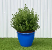 Ball Shape Texas Sage - Leucophyllum Frutescens | Dubai Gardens Purple Glory! - Greensouq - outdoor