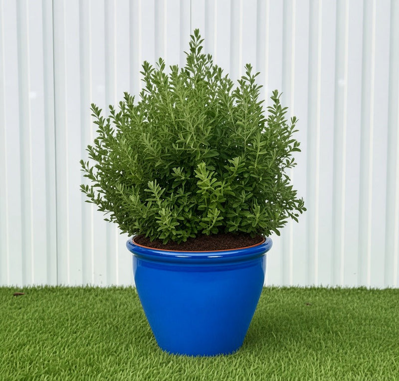 Ball Shape Texas Sage - Leucophyllum Frutescens | Dubai Gardens Purple Glory! - Greensouq - outdoor