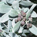 Ball Shaped Conocarpus erectus Silver - Greensouq - 