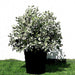 Ball Shaped Conocarpus erectus Silver - Greensouq - 
