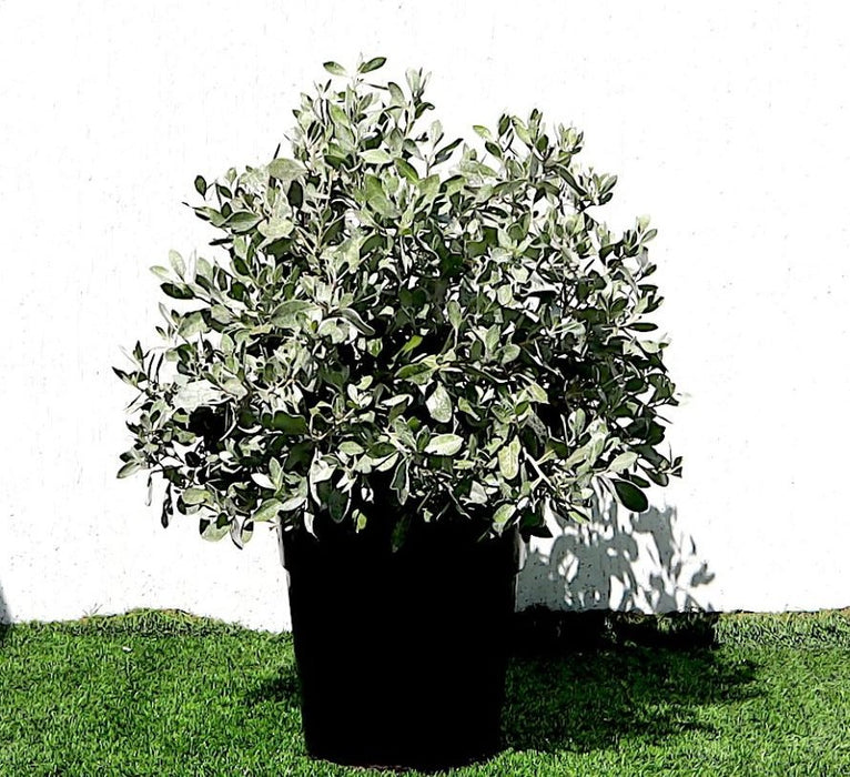 Ball Shaped Conocarpus erectus Silver - Greensouq - 