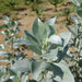 Ball Shaped Conocarpus erectus Silver - Greensouq - 