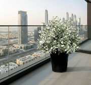 Ball Shaped Conocarpus erectus Silver - Greensouq - 