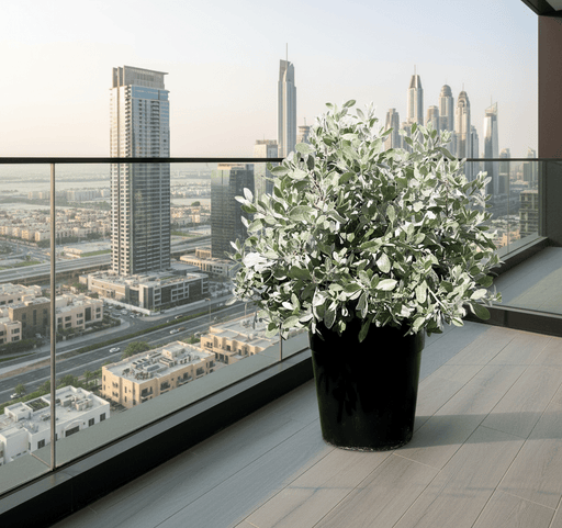 Ball Shaped Conocarpus erectus Silver - Greensouq - 