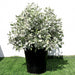 Ball Shaped Conocarpus erectus Silver - Greensouq - 