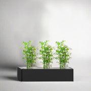 Bamboo Multiplex Trio in Rectangular Fiber Glass Planter (GRP) (90x30x30cm) - Greensouq - 