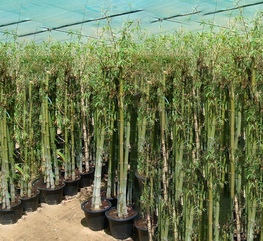 Bambus green or Tropical Bamboo 1.5 - 1.8m - Greensouq - 
