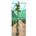 Bambus Green or Tropical Bamboo 2.5 - 3.0M - Greensouq - 