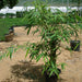 Bambusa Ventricosa or Buddha's Belly Bamboo 1.2 - 1.5m - Greensouq - 