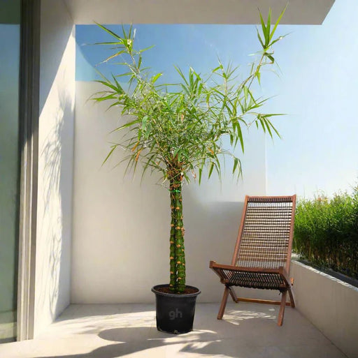 Bambusa ventricosa or Buddha's Belly Bamboo - Greensouq - 