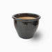 Bambusa ventricosa or Buddha's Belly Bamboo - Greensouq - 
