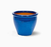 Bambusa ventricosa or Buddha's Belly Bamboo - Greensouq - 