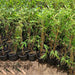 Bambusa Vulgaris or Common Bamboo - Greensouq - 