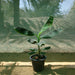 Banana Tree"Musa Paradisiaca " 0.5 - 0.8m شجرة الموز - Greensouq - 