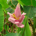 Banana Tree"Musa Paradisiaca " 0.5 - 0.8m شجرة الموز - Greensouq - 