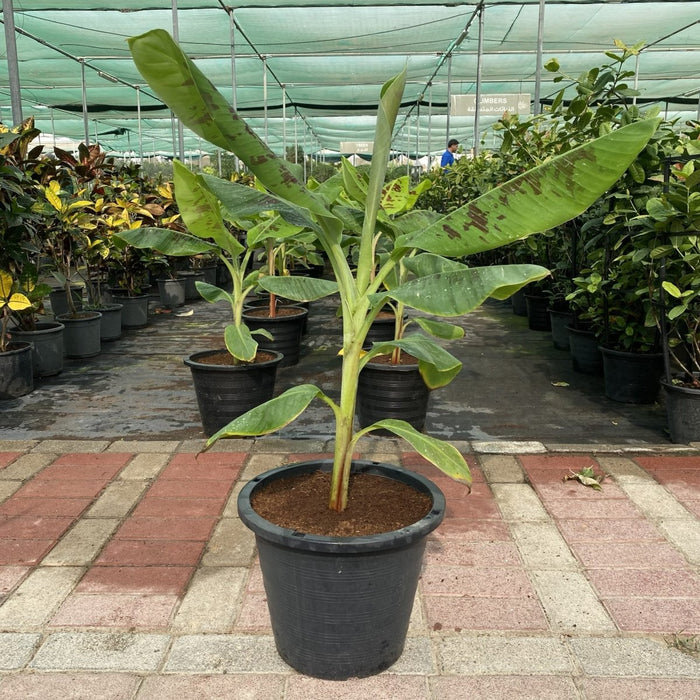 Banana Tree"Musa Paradisiaca " 0.5 - 0.8m شجرة الموز - Greensouq - 