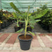 Banana Tree"Musa Paradisiaca " 0.5 - 0.8m شجرة الموز - Greensouq - 