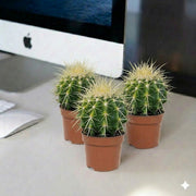 Barrel Cacti - Ball Cactus | UAE's On - Demand Plants! - Greensouq - 