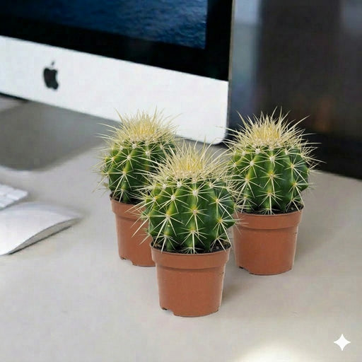Barrel Cacti - Ball Cactus | UAE's On - Demand Plants! - Greensouq - 