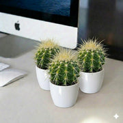 Barrel Cacti - Ball Cactus | UAE's On - Demand Plants! - Greensouq - 